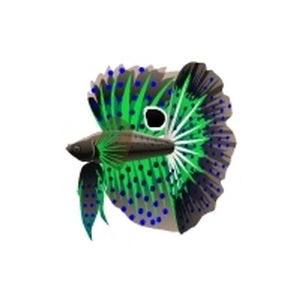 Mint Polka Betta